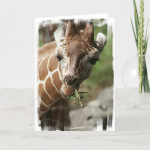 Giraffe Snack-gratulationskort Kort