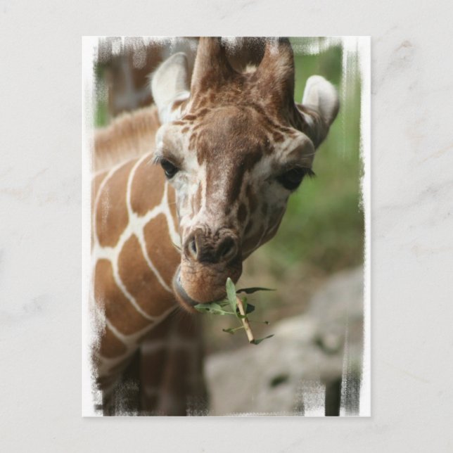 Giraffe Snack-vykort Vykort (Framsida)
