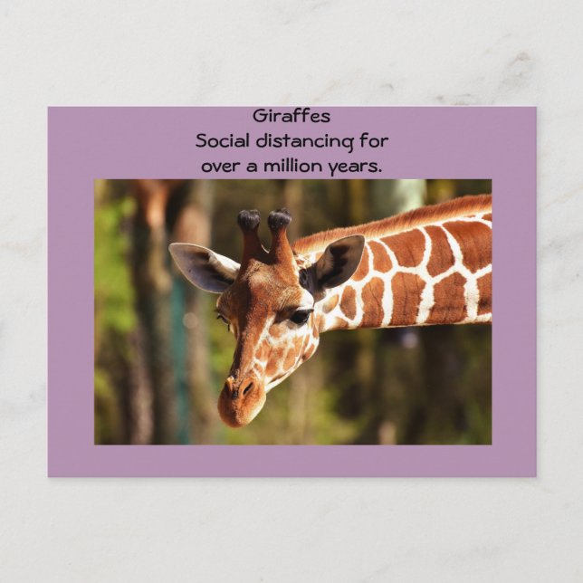 Giraffe Social Avstånd 6 fot av Funnycomb Vykort (Framsida)