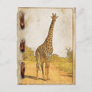 Giraffe, södra Afrikan Vykort