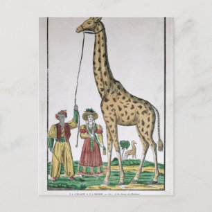 Giraffe som presenterades för Kung från Pasha av Vykort
