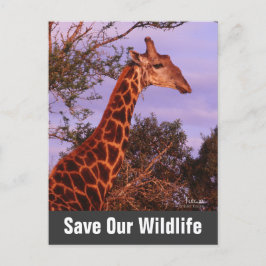 Giraffe Spara vårt jdlife-vykort Vykort