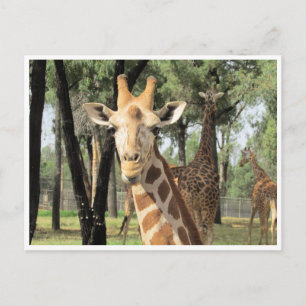 giraffe stare vykort