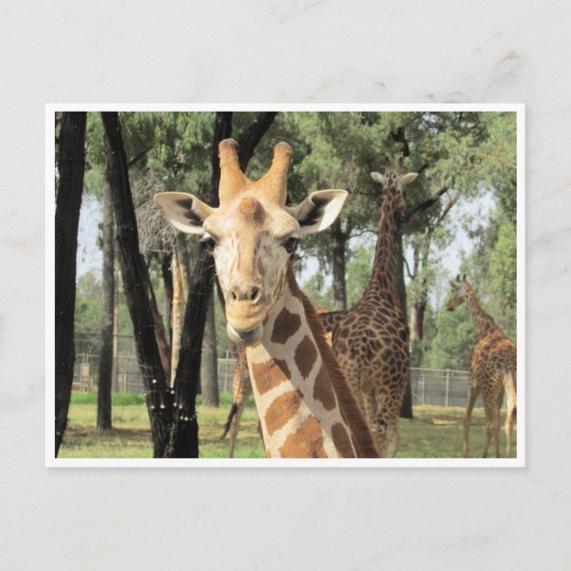 giraffe stare vykort (Framsida)