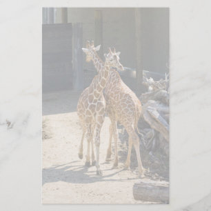 giraffe stationär