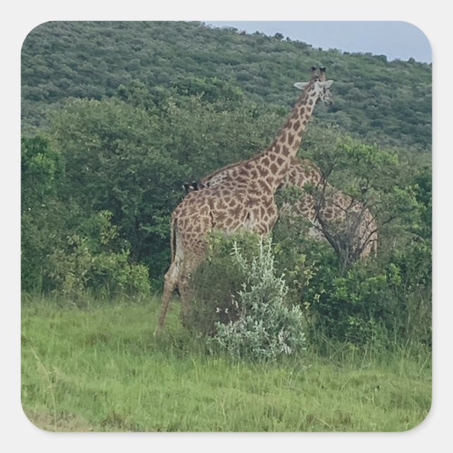 Giraffe Sticker Fyrkantigt Klistermärke (Framsida)
