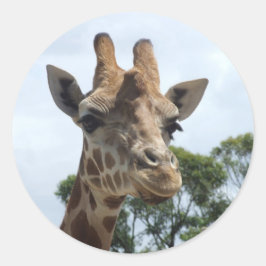 Giraffe Sticker - Round Runt Klistermärke