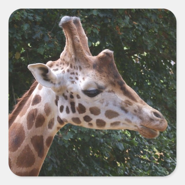 Giraffe Stickers Fyrkantigt Klistermärke (Framsida)