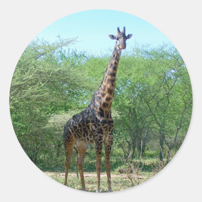 Giraffe Stickers Runt Klistermärke (Framsida)