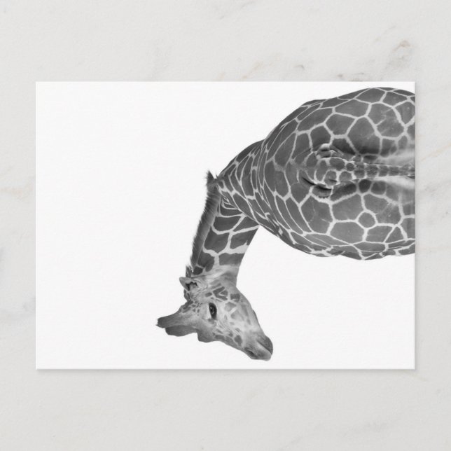 Giraffe tail black white helg vykort (Framsida)