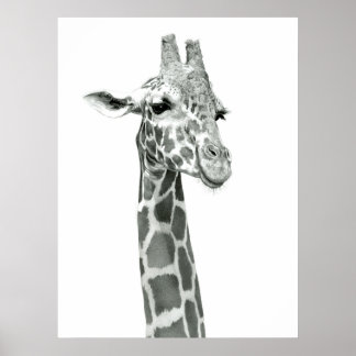 Giraffe Teckning Poster