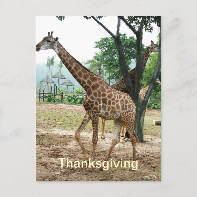 Giraffe thanksgiving vycard helg vykort (Framsida)