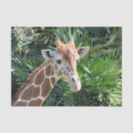 Giraffe Tissue Paper