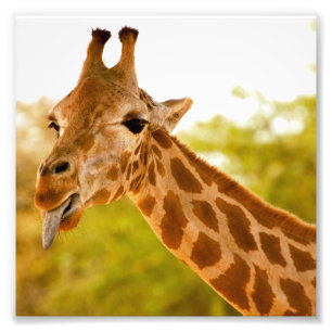 Giraffe Tunga Fototryck