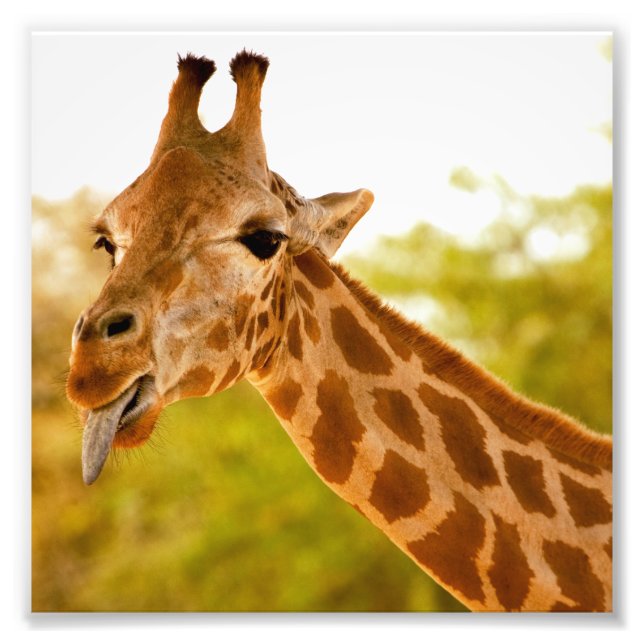 Giraffe Tunga Fototryck (Framsidan)