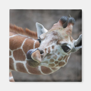 Giraffe Tunga Magnet