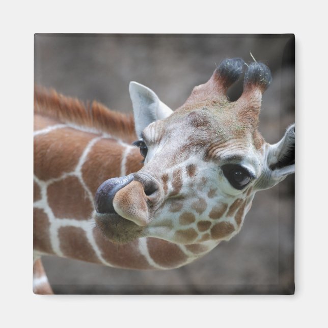 Giraffe Tunga Magnet (Framsidan)