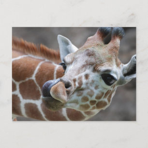 Giraffe Tunga Postcards Vykort
