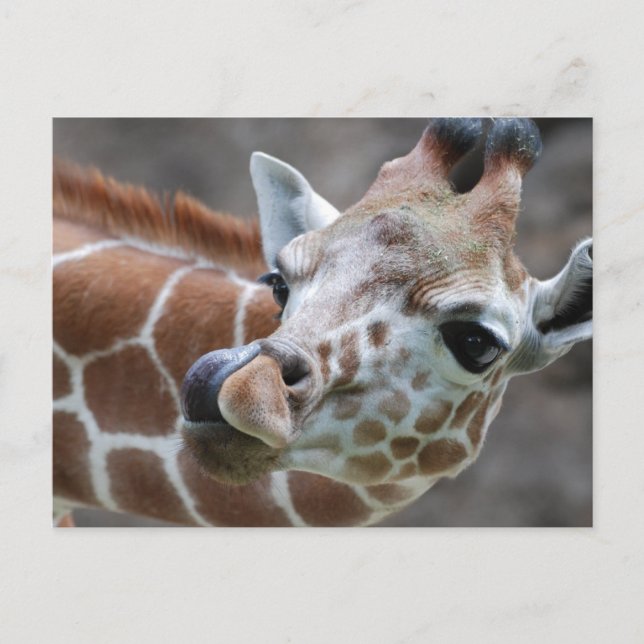 Giraffe Tunga Postcards Vykort (Framsida)