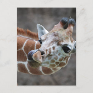 Giraffe Tunga Postcards Vykort