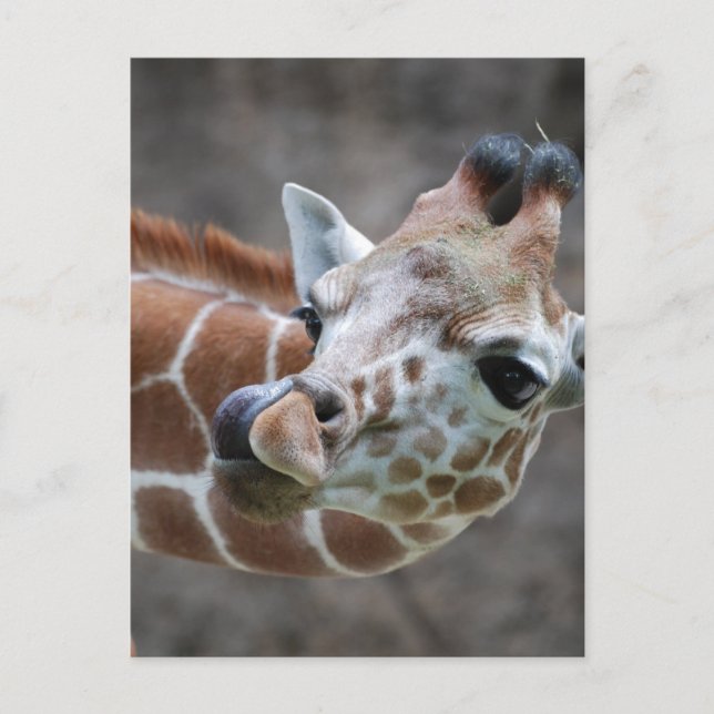 Giraffe Tunga Postcards Vykort (Framsida)