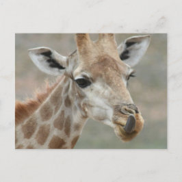 Giraffe Tunga vykort