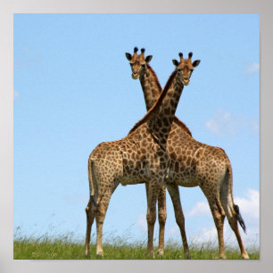 Giraffe-Twillingar Poster