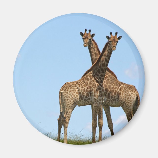 Giraffe Twillingars Magnet (Framsidan)