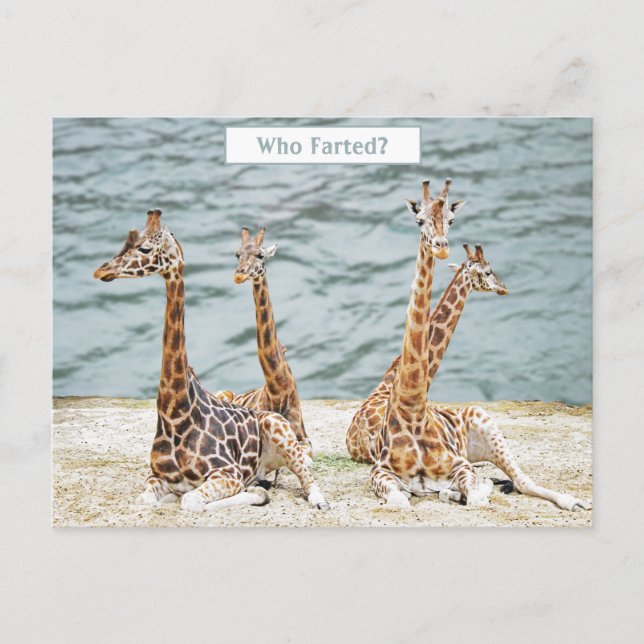 Giraffe Vatten Roligt Photo - Four Giraffe's Sitta Helg Vykort (Framsida)