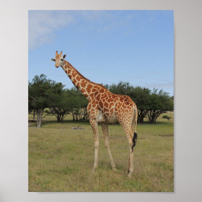 Giraffe vid Fossil Rim Poster (Framsidan)