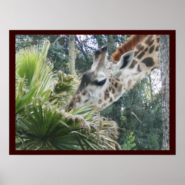 Giraffe vid Lunch Poster (Framsidan)