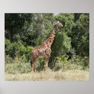 giraffe-vild poster