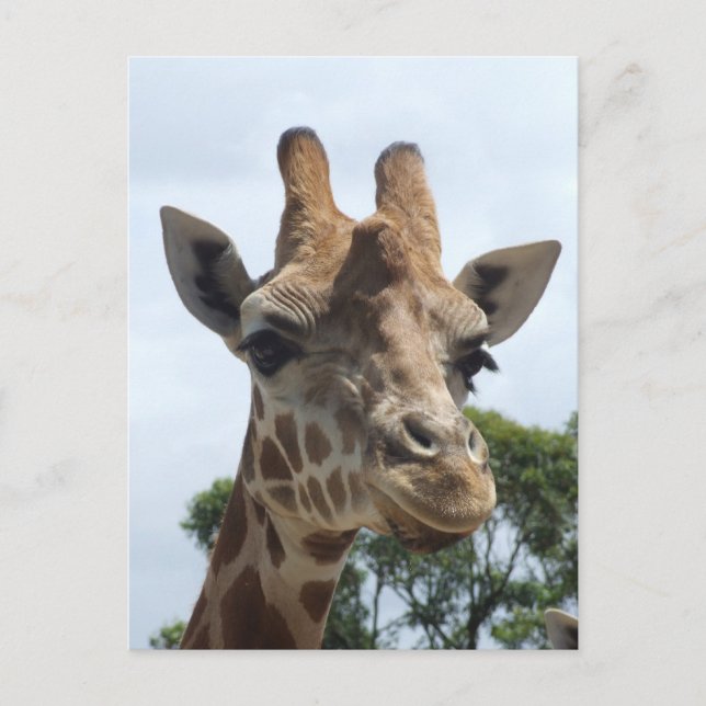 Giraffe vycard vykort (Framsida)