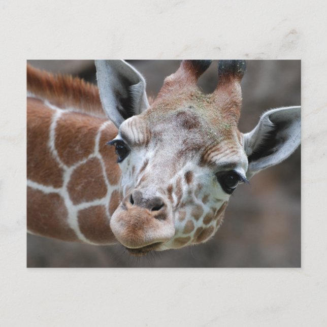 Giraffe vycard vykort (Framsida)