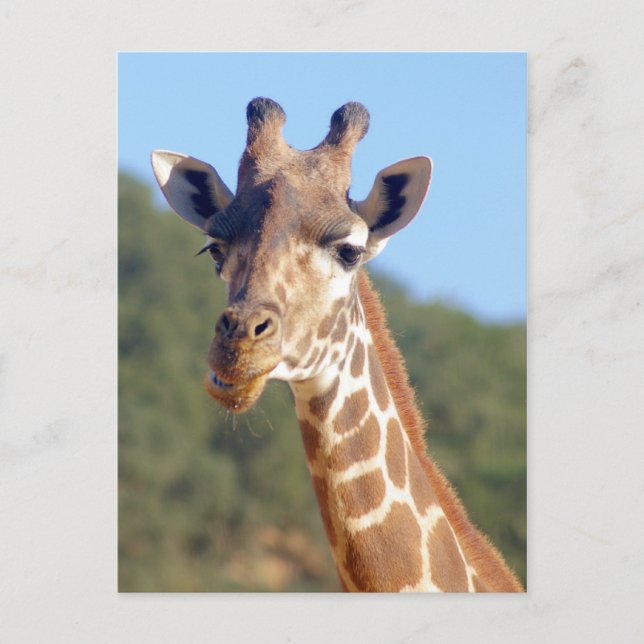 Giraffe vycard vykort (Framsida)