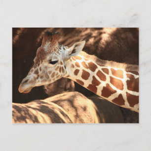 Giraffe vycard vykort
