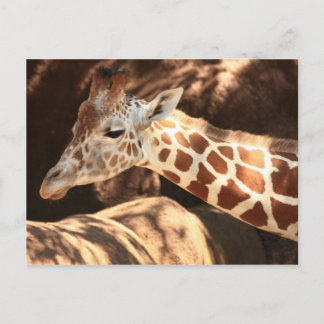 Giraffe vycard vykort