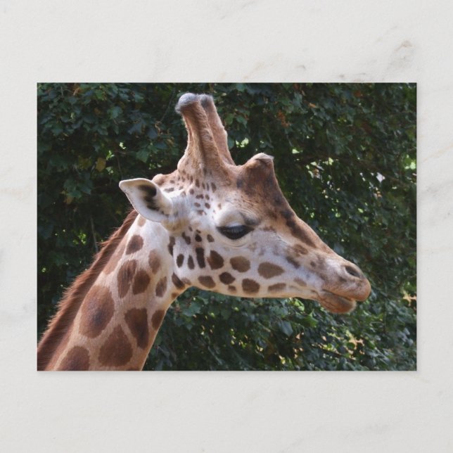 Giraffe vycard vykort (Framsida)