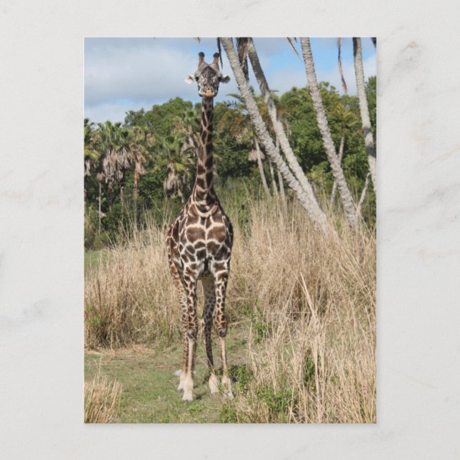 Giraffe vycard vykort (Framsida)