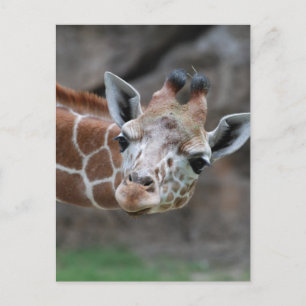 Giraffe vycard vykort
