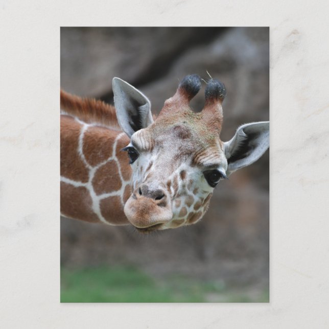 Giraffe vycard vykort (Framsida)