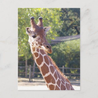 Giraffe vycard vykort