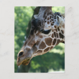 Giraffe vycard vykort