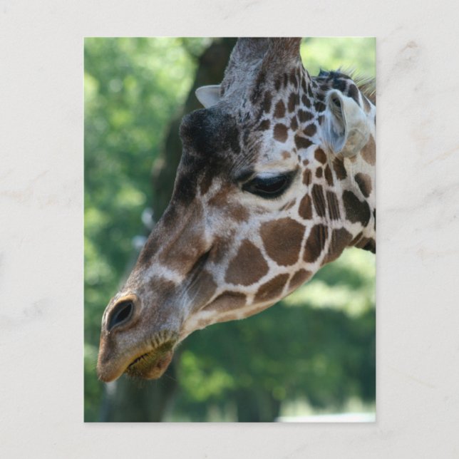 Giraffe vycard vykort (Framsida)