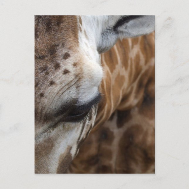Giraffe vycard vykort (Framsida)