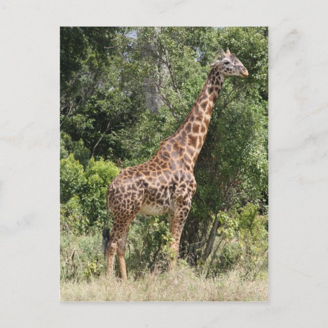 giraffe vykort (Framsida)