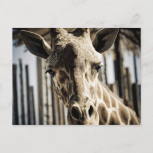 Giraffe Vykort