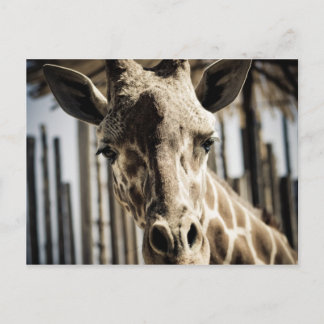 Giraffe Vykort