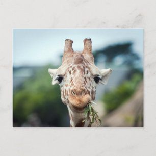 Giraffe Vykort
