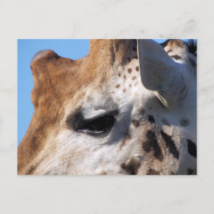 GIRAFFE VYKORT
